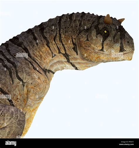 Carnotaurus Sastrei Dinosaur Carnotaurus Was A Carnivorous Theropod Dinosaur That Lived In