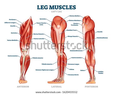 Detailed Leg Muscles Anatomy, Leg Muscles, Muscle Anatomy | atelier ...