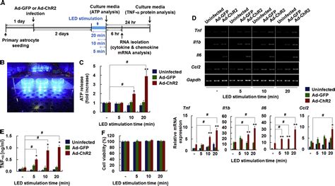 Reversible Induction Of Pain Hypersensitivity Following Optogenetic