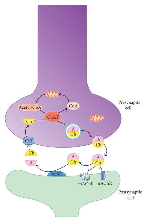 Synthesis Of Acetylcholine In Synapse A Acetyl Ache Download