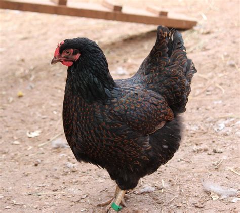 Chicken Breed Focus - Barnevelder | BackYard Chickens