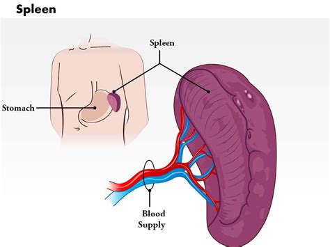 0514 Spleen Medical Images For PowerPoint | PowerPoint Slide Images ...