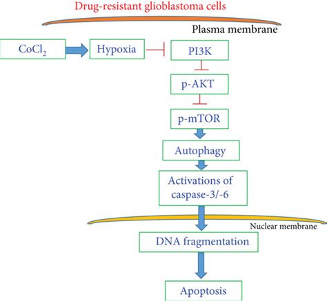 Proposed Signal Transducing Pathways Of Hypoxia Induced Autophagy And