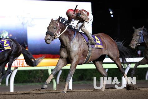 【地方競馬重賞展望】1月24日、大井競馬場で重賞・金盃 セイカメテオポリス、ミヤギザオウ、アンタンスルフレなど15頭が参戦 競馬サロン