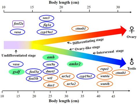 Cells Free Full Text Involvement Of Transforming Growth Factor Beta