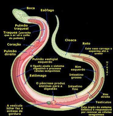 Onde Fica O Anus Da Cobra - DE BEM COM A VIDA: Conhecendo as cobras