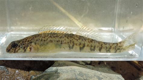 Maryland Biodiversity Project Greenside Darter Etheostoma Blennioides