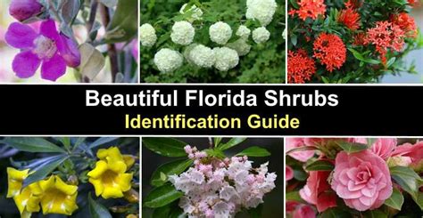 40 Florida Shrubs (Flowering, Evergreen, Vines): Pictures and ...