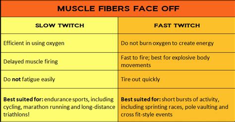 Muscle fiber types..