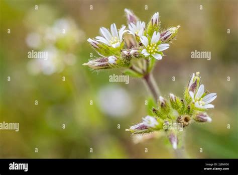 Cerastium Glomeratum Is A Species Of Flowering Plant Known By The