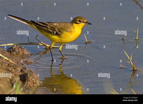 Western Yellow Wagtail Stock Photo Alamy