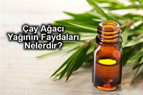 Sivilcelere Etkisi Kulaktan Kulağa Yayılıyor Çay Ağacı Yağı Faydaları