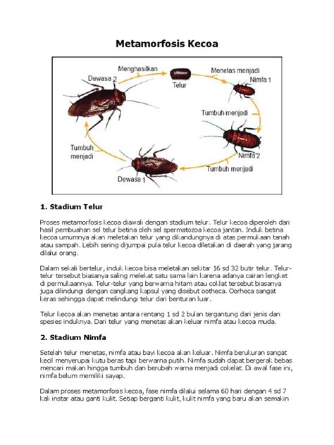 Metamorfosis Kecoa Pdf