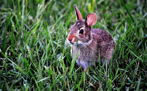 5 Tips Caring For Rabbit Teeth Quinebaug Valley Veterinary Hospital