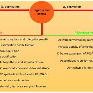 Possible causes of hypoxia and anoxia, their consequences, and defense... | Download Scientific ...