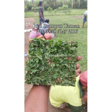 Rumput Gajah Mini Permeter Termurah Di Kediri Kota Tribun Jualbeli