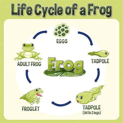 Free Vector | Frog life cycle diagram