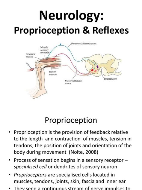 Proprioception Reflexes Neuron Motor Neuron