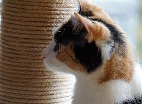 Skin Cancer in Cats: Recognizing the Signs | Canna-Pet®