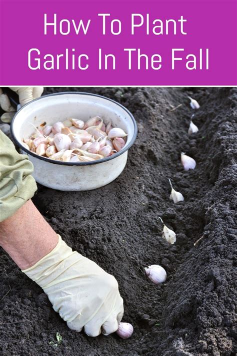 How To Plant Garlic Artofit