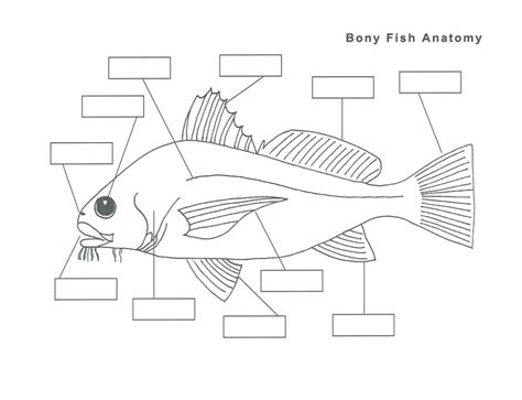 Bony Fish Anatomy Fish Mouth Types Diagram Quizlet