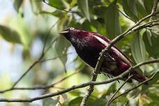 Pompadour Cotinga - Xipholena punicea