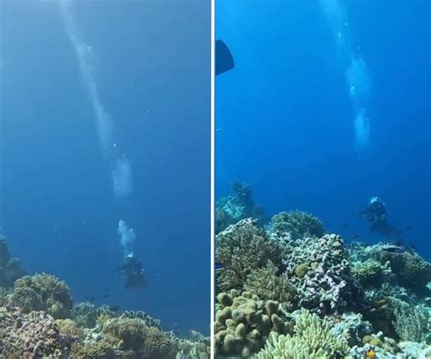 Diver captures underwater life during earthquake revealing beauty of ...