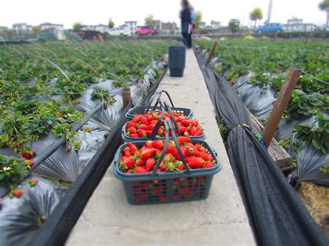 Strawberry plantation Photograph by Anchirley Fabres - Fine Art America