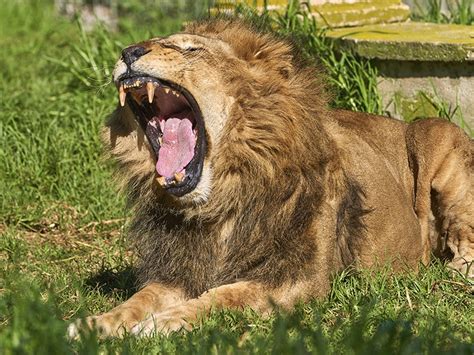 Curiosidades Interesantes Sobre Los Leones Que Quiz S No Sab As