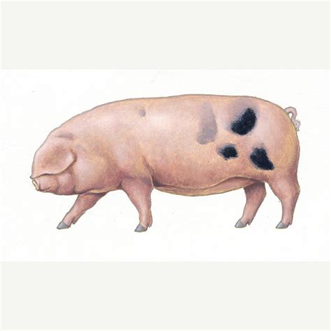 Gloucestershire Old Spot. Original Acrylic Painting of a Pig - Etsy UK