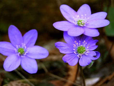 Crucea Voinicului Hepatica Transsilvanica Elav Flickr