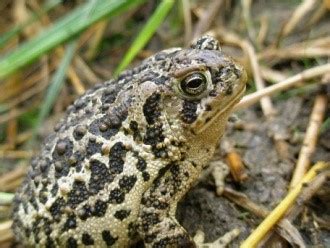 Wyoming Toad – AZA Amphibian Taxon Advisory Group