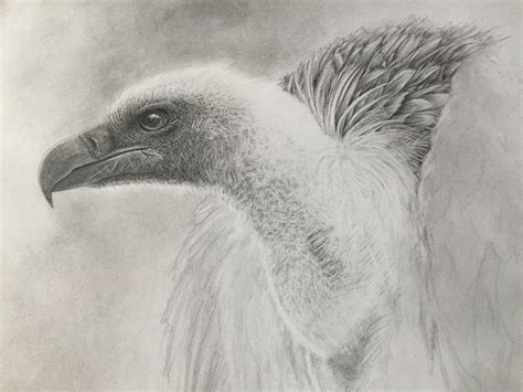 Vulture Drawing