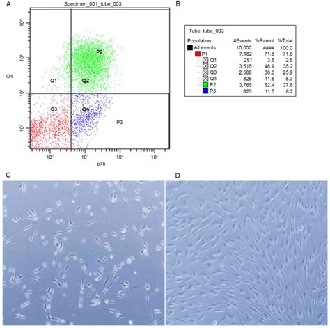 Isolation Of Rat Schwann Cells Based On Cell Sorting