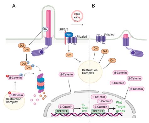 Cells Free Full Text Primary Cilium Is Involved In Stem Cell