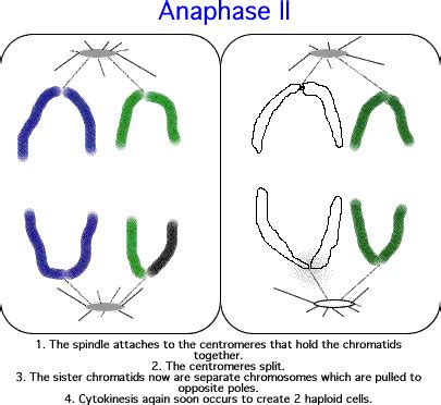 What Happens During Meiosis