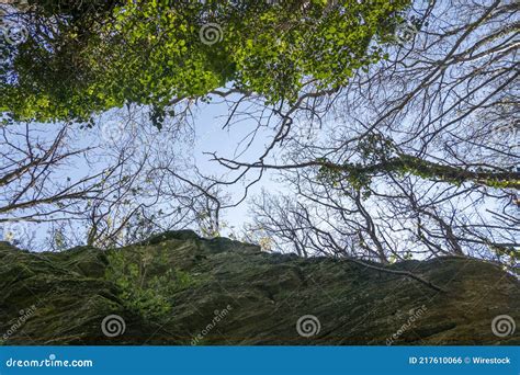 Low Angle Shot Of Beautiful Green Leaves Naked Branches And Sharp Cliffs In A Forest Stock