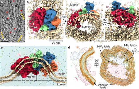 Structural Basis Of Mitochondrial Membrane Bending By The Iiiiii Iv