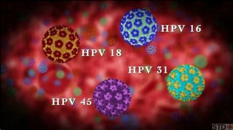 Ppt Human Papillomavirus Hpv Powerpoint Presentation Free Download Id7547210