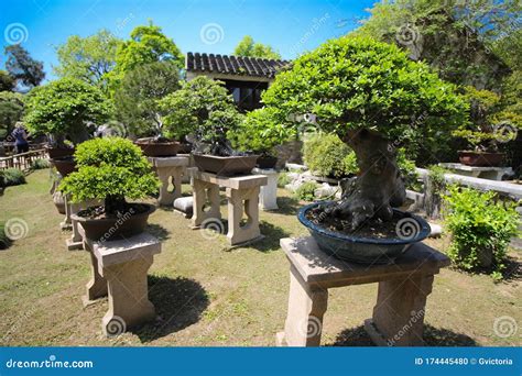 Very Old Bonsai Tree In Garden In Shanghai China Editorial Image