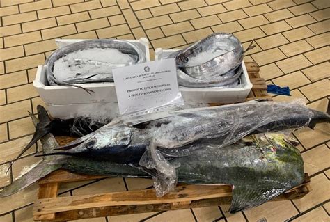 Kg Di Pesce Da Malta Senza Tracciabilit Sequestrato A Pozzallo