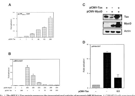 Figure From The Human T Cell Leukemia Lymphotropic Virus Type Tax