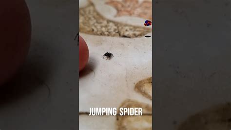 Jumping Spider Youtube