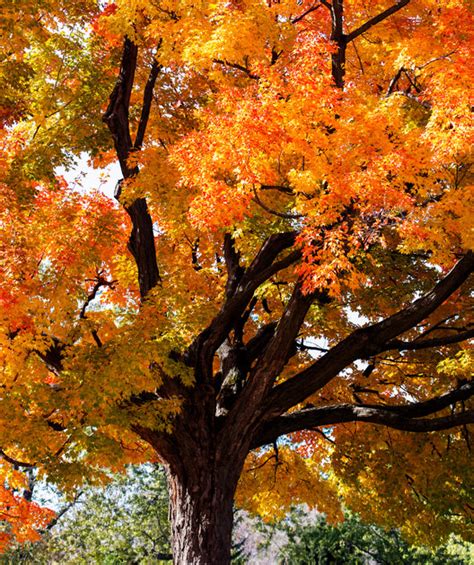 Sugar Maple Bower And Branch