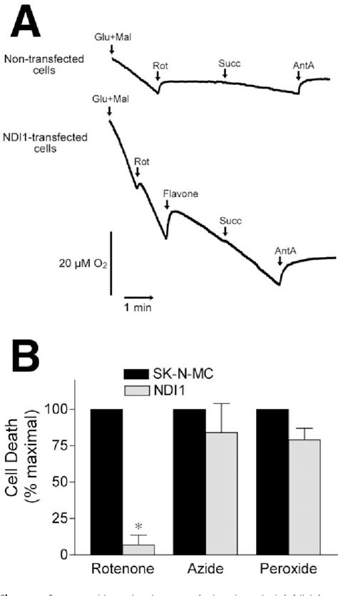 Figure 4 from Mechanism of Toxicity in Rotenone Models of Parkinson's ...