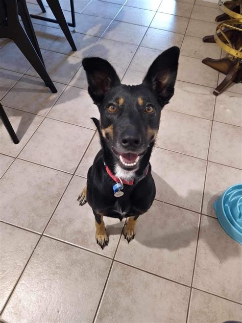 Willow Medium Female Kelpie Mix Dog In Sa Petrescue