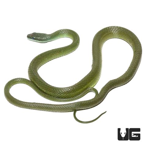 Suriname Green Racer Snakes For Sale - Underground Reptiles