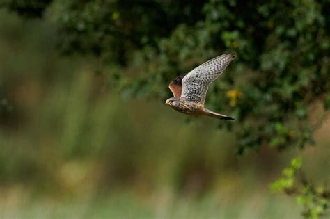 Premium Photo Common Kestrel Falco Tinnunculus