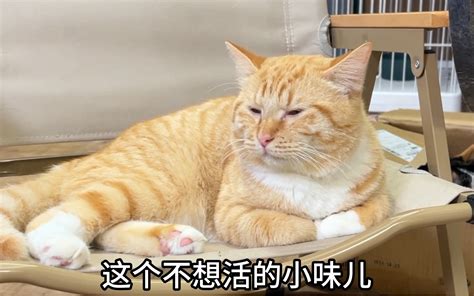 摆烂之神鱼蛋，会眷顾家里的每一只橘猫 蛋妈家dmj 蛋妈家dmj 哔哩哔哩视频