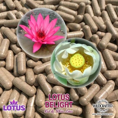 Lotus Delight Red Lotus And White Lotus Flower Capsules Lotus Extracts